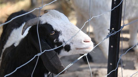 Cloud End Farmstay - Dalby Accommodation 3