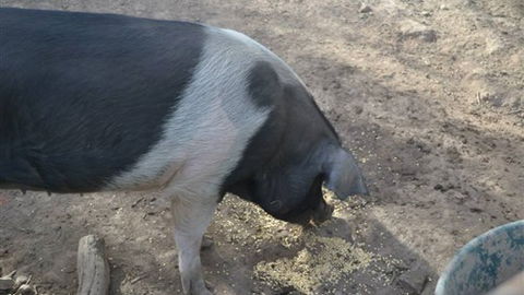 Cloud End Farmstay - Dalby Accommodation 4