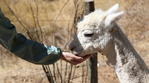 Cloud End Farmstay - Dalby Accommodation 6