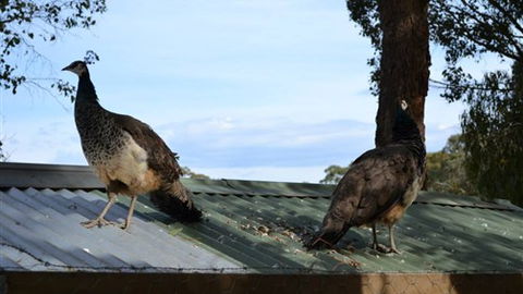 Cloud End Farmstay - Dalby Accommodation 5