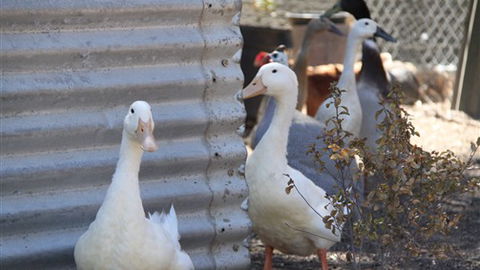 Cloud End Farmstay - Dalby Accommodation 8