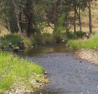 Murphy's Cabin - Dalby Accommodation