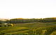 Pike And Joyce Wines - thumb 1