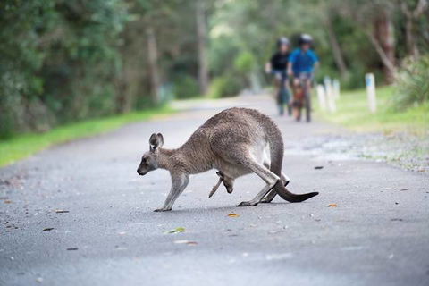 Myall Shores Holiday Park - Dalby Accommodation 11