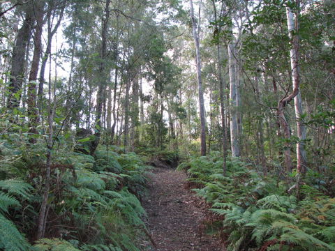 Maleny Country Cottages - Dalby Accommodation 1