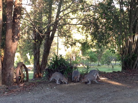 Maleny Country Cottages - Dalby Accommodation 5