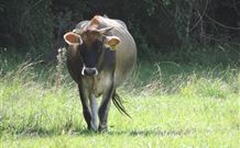 Avalon River Retreat - Dalby Accommodation 3