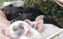 Avalon River Retreat - Dalby Accommodation 4