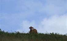 Avalon River Retreat - Dalby Accommodation 7