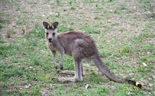 Burrinjuck Waters Holiday Park Accommodation - Dalby Accommodation 1