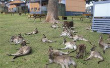 Durras Lake North Holiday Park - Dalby Accommodation 4