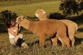 Settlers Rest Farmstay Swan Valley - Dalby Accommodation 2