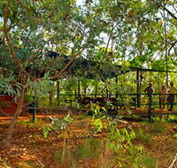 Arnhemland Barramundi Nature Lodge - Dalby Accommodation