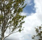 Glen Villa Resort and Tourist Park Casino - Dalby Accommodation