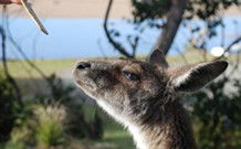 Joalah Holiday Park - Dalby Accommodation 1