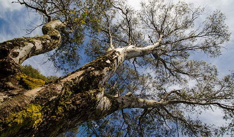 Little Murray Campground - Dalby Accommodation 2