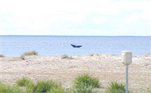 Merry Beach Caravan Resort - Dalby Accommodation 6