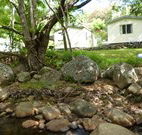 Mt Warning Rainforest Park - Dalby Accommodation