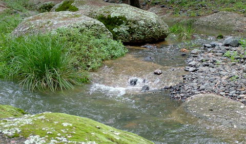 Washpools Campground - Dalby Accommodation 2