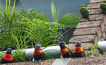 Aquajet Motel - Coffs Harbour - Dalby Accommodation 4