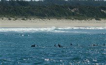 Sussex Shores RSL Units - Sussex Inlet - Dalby Accommodation 4