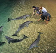 Tangalooma Wild Dolphin Resort - Dalby Accommodation