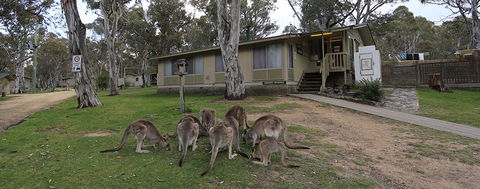 Kosciuszko Tourist Park - Dalby Accommodation 5