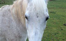 Eaglewood B And B And Farmstay - Dalby Accommodation 0