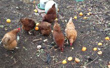 Eaglewood B And B And Farmstay - Dalby Accommodation 2