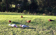 Eaglewood B And B And Farmstay - Dalby Accommodation 3