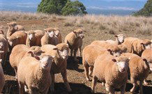 Fernmark Inn Bed And Breakfast - Dalby Accommodation 3