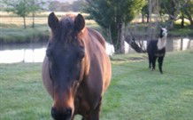 Reynella Kosciusko Rides Accommodation - Dalby Accommodation 0