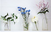 Cottonwood Cottage - Dalby Accommodation 1