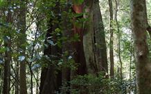 Cougal Park Bed And Breakfast - Dalby Accommodation 5