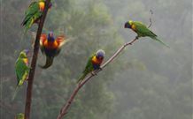 Cougal Park Bed And Breakfast - Dalby Accommodation 6
