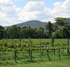 Jessica's Guest House and Vineyard - Dalby Accommodation