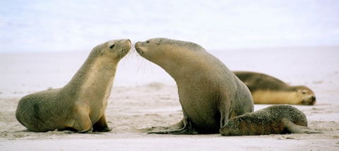 Kangaroo Island YHA - Dalby Accommodation 7