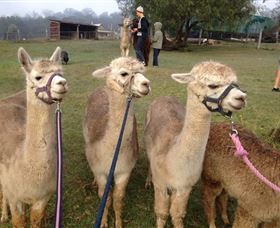Bunyip Springs Farmstay - Dalby Accommodation 0