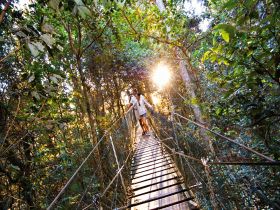 O'Reilly's Rainforest Retreat - Dalby Accommodation 0