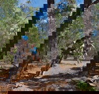 Back Yamma State Forest - Dalby Accommodation