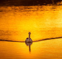 River Shack Rentals - Living the Dream - Dalby Accommodation