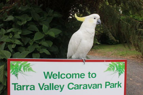 Tarra Valley Caravan Park - Dalby Accommodation 3