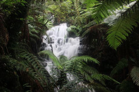 Tarra Valley Caravan Park - Dalby Accommodation 4