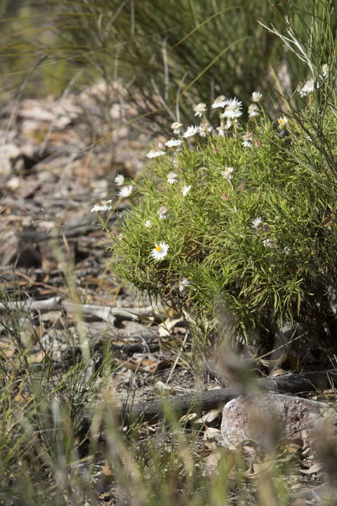Kroombit Tops National Park Camping Ground - Dalby Accommodation 1