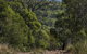 Kroombit Tops National Park Camping Ground - thumb 3