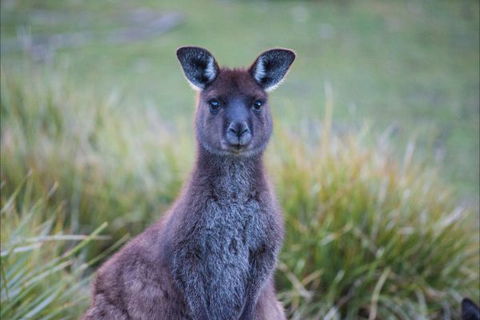 Postmans Cottage - Flinders Chase National Park - Dalby Accommodation 4