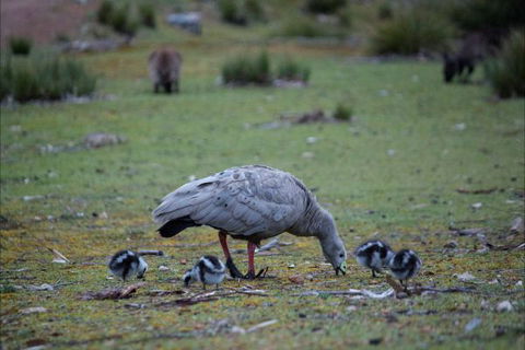 Postmans Cottage - Flinders Chase National Park - Dalby Accommodation 6