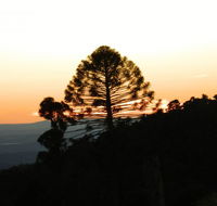 Bunya Mountains Accommodation Centre - Dalby Accommodation