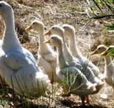 Duck Duck Goose Bed and Breakfast - Dalby Accommodation