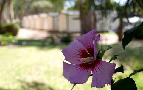 Riverbend Caravan Park Renmark - Dalby Accommodation 3